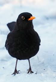 Blackbird Koltrast Turdus Merula Black Bird Pet Birds Beautiful Birds