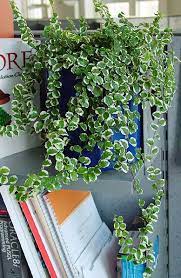 ficus pumila variegata indoor pflanzen dekor grunpflanzen hangepflanzen
