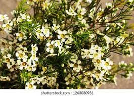 Chamelaucium Flower Quotes Best Flower Wallpaper