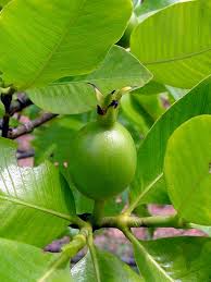 Image result for Gardenia resinifera