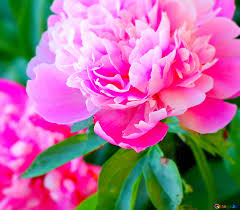 How to turn a picture into cartoon. Download Free Picture Image For Profile Picture Flowers Of Peonies On Cc By License Free Image Stock Torange Biz Fx 19210