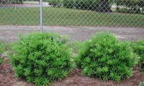 Pringles Dwarf Podocarpus Yew 3 Gallon Shrubs Deer Resistant Buy Plants Online Buy Plants Online Buy Plants Plants Online
