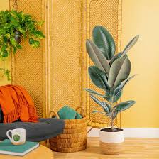 Image result for Ficus muelleriana