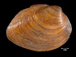 Image result for Urochloa platynota