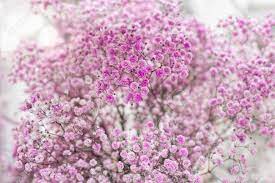 Close Up Of Dry Pink Baby S Breath Flowers Gypsophila Paniculata Stock Photo Picture And Royalty Free Image Image 89494128