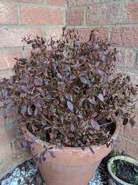Sickly Looking Azalea Bbc Gardeners World Magazine