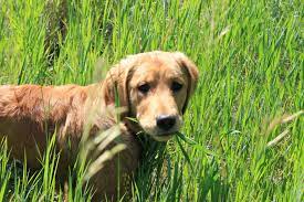 Many diet deficiencies are rooted in missing vitamins, nutrients, or minerals that are absent from daily intake. Why Do Dogs Eat Grass Common Reasons And Safety Advice
