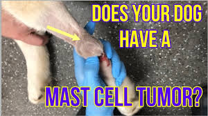 Our dog has 3 tumors, one in spleen, lung, and one around the heart. Signs Your Dog Has Lung Cancer The Best Treatments Options For Your Dog Vlog 104 Youtube