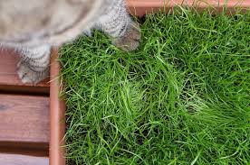 Unser Katzenbalkon Die Pflanzen Katze Balkon Katzen Katzengarten