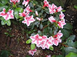 Azalea Mardi Gras Floral Wreath Azaleas Floral