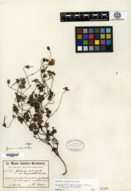 Image result for Geranium aculeolatum