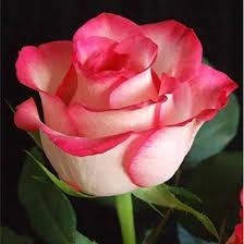 Rose is one of the most popular and loved of the beautiful flowers of all time and its beautiful meaning is known by almost all at some level. 50 Most Beautiful Flowers In The World Most Beautiful Flowers Beautiful Flowers Photos Beautiful Flowers