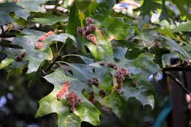 Avoid planting young oak trees beneath power lines or other trees, as these trees will eventually require severe pruning or not reach their full post oak (q. Fuzzy Orange Galls From Parasitic Wasps On Oak Leaves Observations From 2013 2020 Naturalis Historia