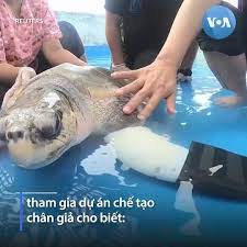 Rùa khuyết tật được gắn chân giả để bơi - Lạ vui - Việt Giải Trí