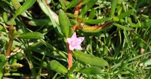 Image result for Sesuvium portulacastrum