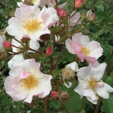 A soft pink medium sized climbing rose a little less vigorous than other climbing varieties. Kathleen Harrop Melvilles Roses