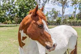 10 Fun Facts About The American Paint Horse Cowgirl Magazine