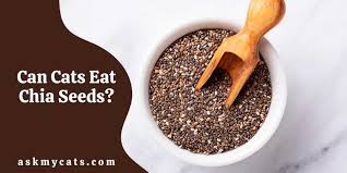 Can Cats Eat Chia Seeds How To Feed Cats Chia Seeds