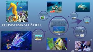 Ecosistemas ✓ te explicamos qué son los ecosistemas y cómo se clasifican. Ecosistema Acuatico By Sheccid Viridiana Rojas Mendoza