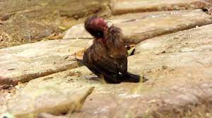 Unik Tanpa Dilatih Anak Burung Bondol Pipit Jawa Lonchura Leucogastro Binatang Burung