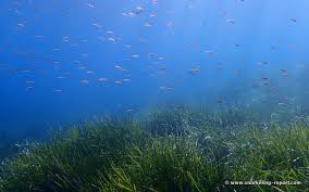 La Palud Port Cros France Snorkeling France Crystal Clear Water