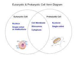 Use the words in the word box. The Cell Investigation Ppt Video Online Download