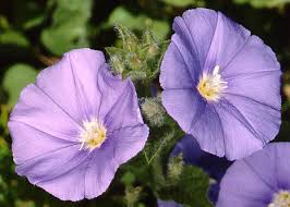 Image result for Convolvulus farinosus