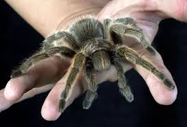 Image result for Tarantula Bite