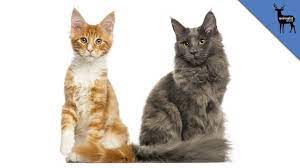 What S The Difference Between Feral And Stray Cats Youtube