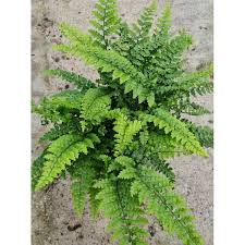 Image result for Polystichum sinense