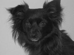 Their coat is one found among animals native to. 10 Black Dogs Ideas Dogs Black Dog Dog Cat
