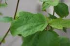 Image result for Clappertonia polyandra