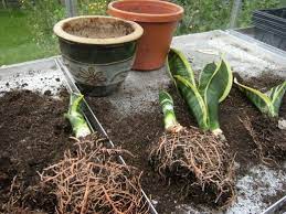 Mother In Law S Tongue How To Care For And Repot This Plant Plants Propagating Plants Mother In Law Plant