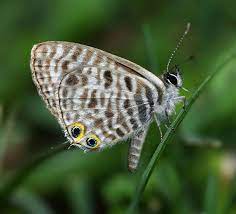 Leptotes Pirithous Vlinders