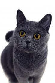 Portrait Of Young Short Haired British Gray Cat With Yellow Eyes On A White Background Gray Cat Cats Grey Cats