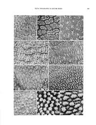 Image result for Decorsea schlechteri