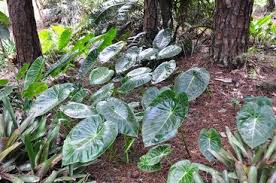 Image result for Remusatia