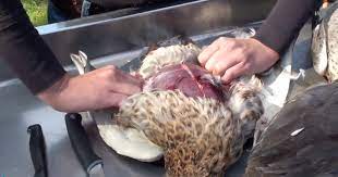 Cleaning Ducks - Delta Waterfowl