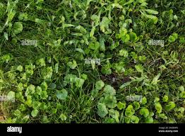 Image result for Digitaria nuda