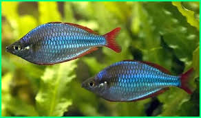 Mulai dari ikan hias air tawar sampai ikan hias yang ada di lautan. 20 Jenis Ikan Hias Air Tawar Asli Indonesia Dan Asal Usulnya Dunia Fauna Hewan Binatang Tumbuhan Dunia Fauna Hewan Binatang Tumbuhan