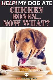 What to do if my dog ate chicken bones. My Dog Just Ate Chicken Bones What Should I Do Next Dog Ate Chicken Bones Dog Eating Can Dogs Eat Chicken