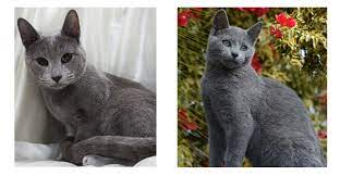 Unlike longer haired cats (yeah, we're looking at you british longhairs), russian blues aren't. British Shorthair Russian Burmese Or Korat Which Blue Cat Is That Perfectpets Com Au
