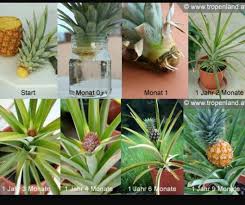 Ananas Ananas Plante Ananas Jardin Fruitier