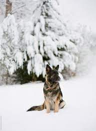 Check spelling or type a new query. German Shepherd In The Snow By Marta Locklear