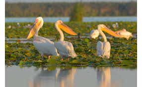 Distanta pana la tulcea este de 38 de km, si 20 de min pana in loc. Sejur Delta Dunarii Hotel Gulliver Delta Resort Murigh Arhivat Pg3