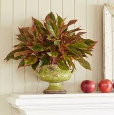 Check spelling or type a new query. Colorful Aglaonema Costa Farms