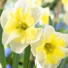 New Flower Bulb Varieties For 2014 Arts Nursery Ltd Bulb Flowers Daffodil Bulbs Daffodils