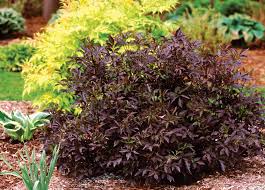 Benefits of a dwarf fruit tree. Black Beauty Elderberry Sambucus Nigra Proven Winners