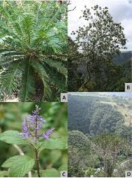 Image result for Oncinotis tenuiloba