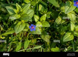 Image result for Caryophyllaceae